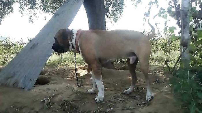 DogsIndia.com - Bulli Kutha - Aniket