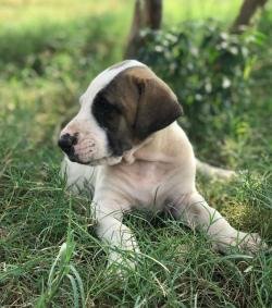 DogsIndia.com - Bulli Kutha - Rajesh