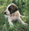 DogsIndia.com - Bulli Kutha - Rajesh