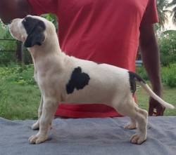 DogsIndia.com - Bulli Kutha - Rajesh