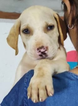 DogsIndia.com - Bulli Kutha - Rajesh