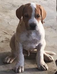 DogsIndia.com - Indian Mastiff - Bulli Kutha - Atul Tiwari