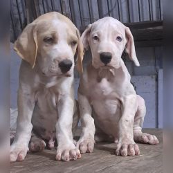 DogsIndia.com - Bulli Kutha - Vikram