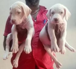 DogsIndia.com - Bulli Kutha - Sakthi Kennels
