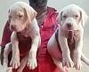 DogsIndia.com - Bulli Kutha - Sakthi Kennels