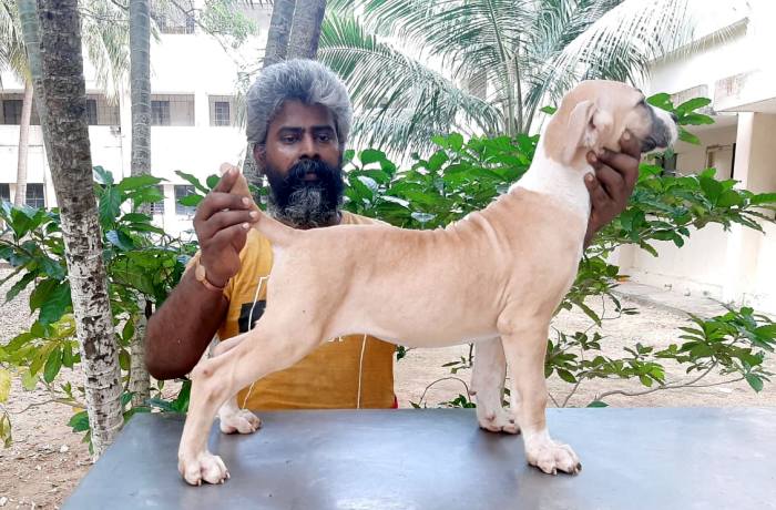 DogsIndia.com - Bulli Kutha - Sakthi Kennels