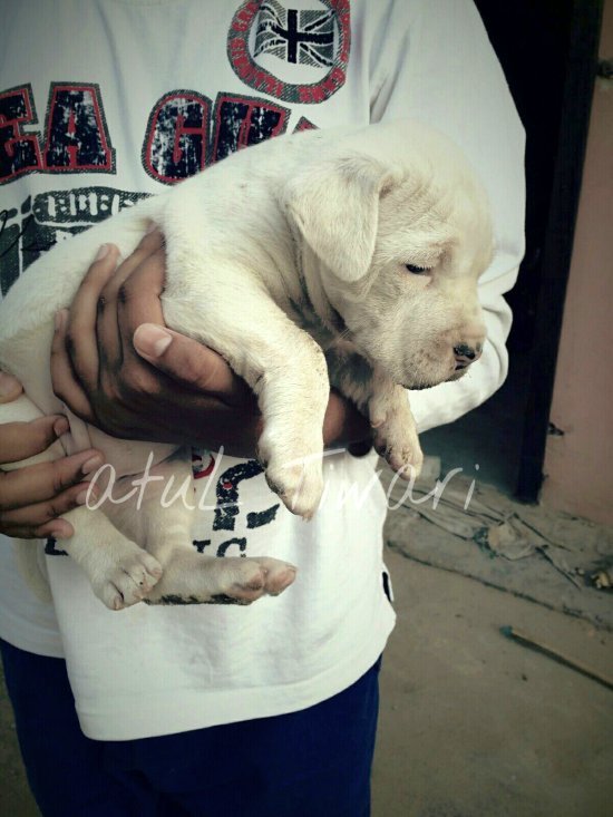 DogsIndia.com - Indian Mastiff - Bulli Kutha - Atul Tiwari
