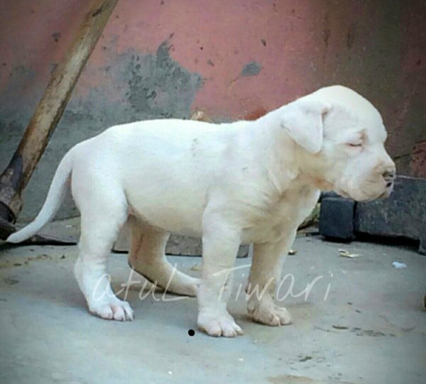 DogsIndia.com - Indian Mastiff - Bulli Kutha - Atul Tiwari