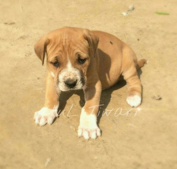 DogsIndia.com - Indian Mastiff - Bulli Kutha - Atul Tiwari