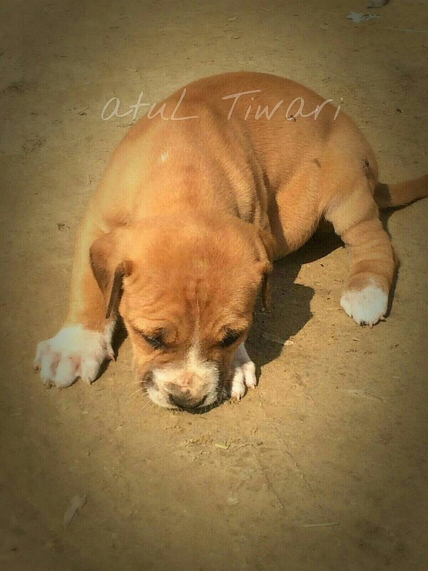 DogsIndia.com - Indian Mastiff - Bulli Kutha - Atul Tiwari