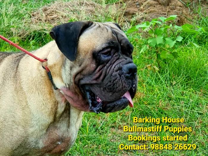 DogsIndia.com - Bullmastiff - Barking House Kennels - Vincent
