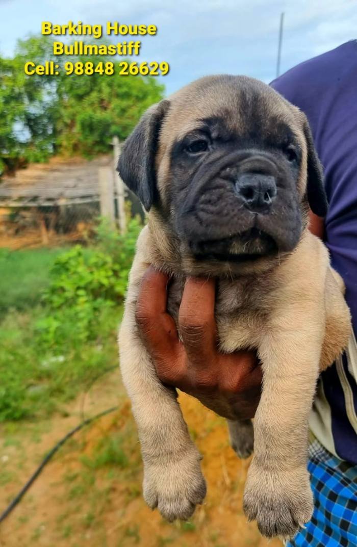 DogsIndia.com - Bullmastiff - Barking House Kennels - Vincent