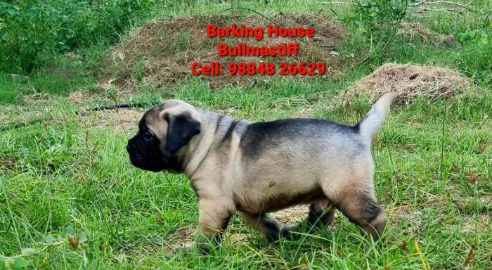 DogsIndia.com - Bullmastiff - Barking House Kennels - Vincent