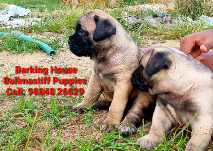 DogsIndia.com - Bullmastiff - Barking House Kennels - Vincent