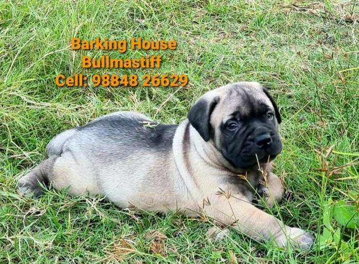 DogsIndia.com - Bullmastiff - Barking House Kennels - Vincent