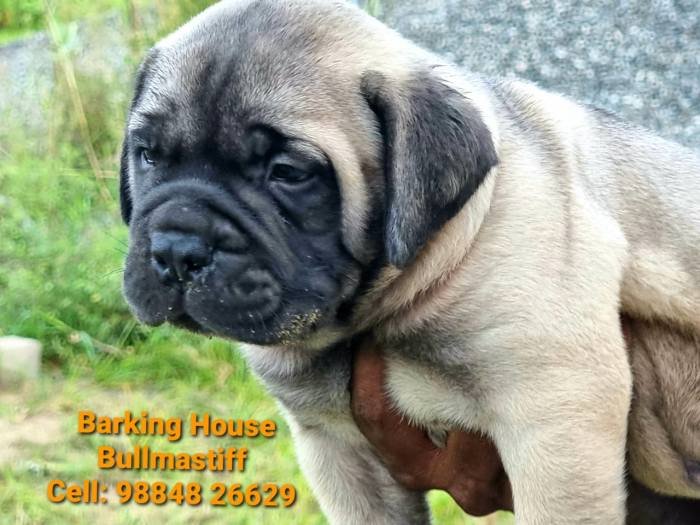DogsIndia.com - Bullmastiff - Barking House Kennels - Vincent