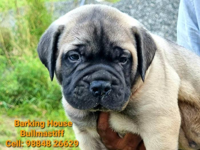 DogsIndia.com - Bullmastiff - Barking House Kennels - Vincent