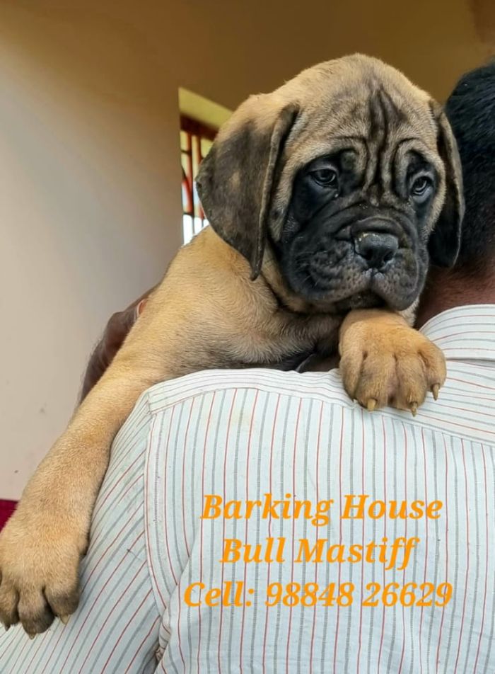 DogsIndia.com - Bullmastiff - Barking House Kennels - Vincent