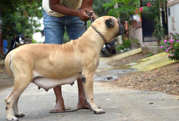 DogsIndia.com - Bullmastiff - Krishnakumar, Coimbatore