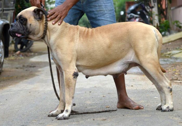 DogsIndia.com - Bullmastiff - Krishnakumar, Coimbatore