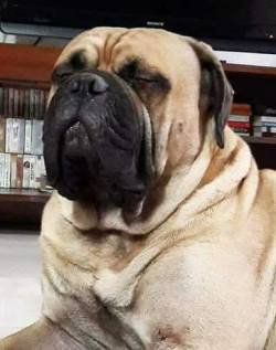 DogsIndia.com - Bullmastiff - Raj Singh