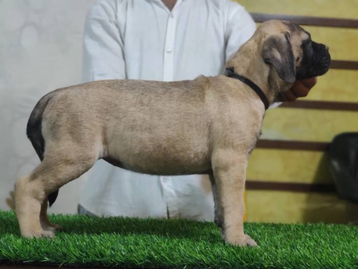 DogsIndia.com - Bullmastiff - Raj Singh