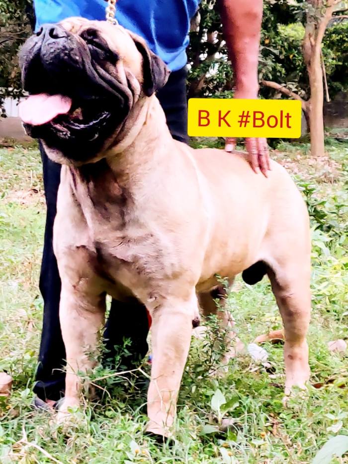 DogsIndia.com - Bullmastiff - Raj Singh