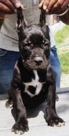 DogsIndia.com - Cane Corso - Aatif