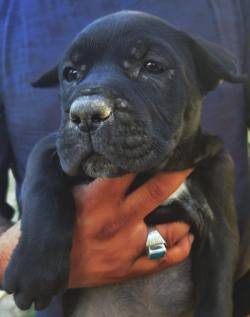 DogsIndia.com - Cane Corso - Aatif