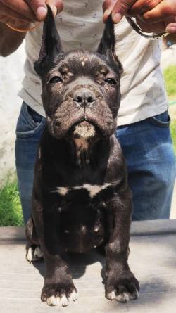 DogsIndia.com - Cane Corso - Aatif