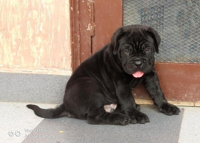 DogsIndia.com - Cane Corso - Gaurav
