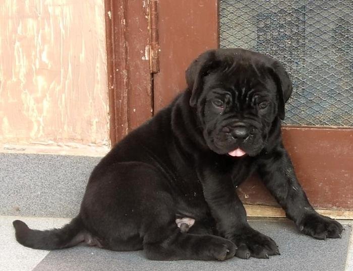 DogsIndia.com - Cane Corso - Gaurav