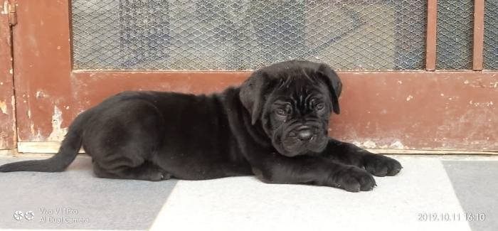 DogsIndia.com - Cane Corso - Gaurav