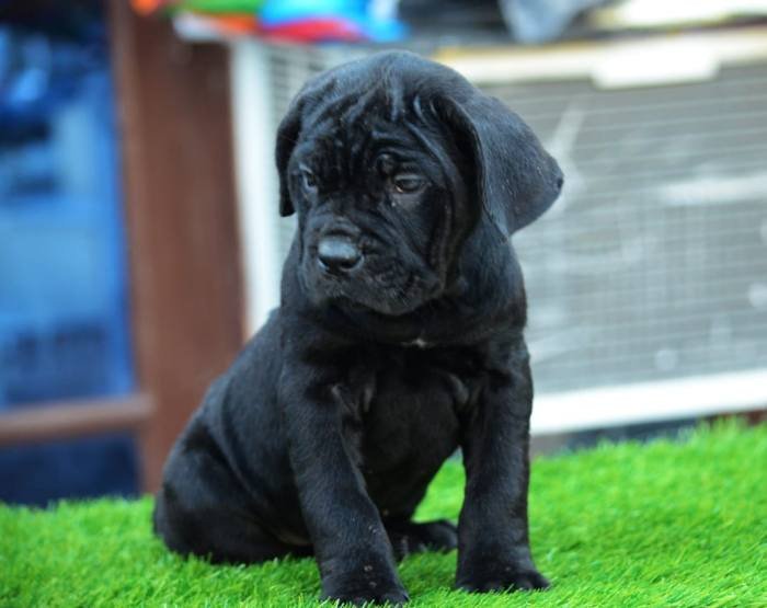 DogsIndia.com - Cane Corso - Gaurav