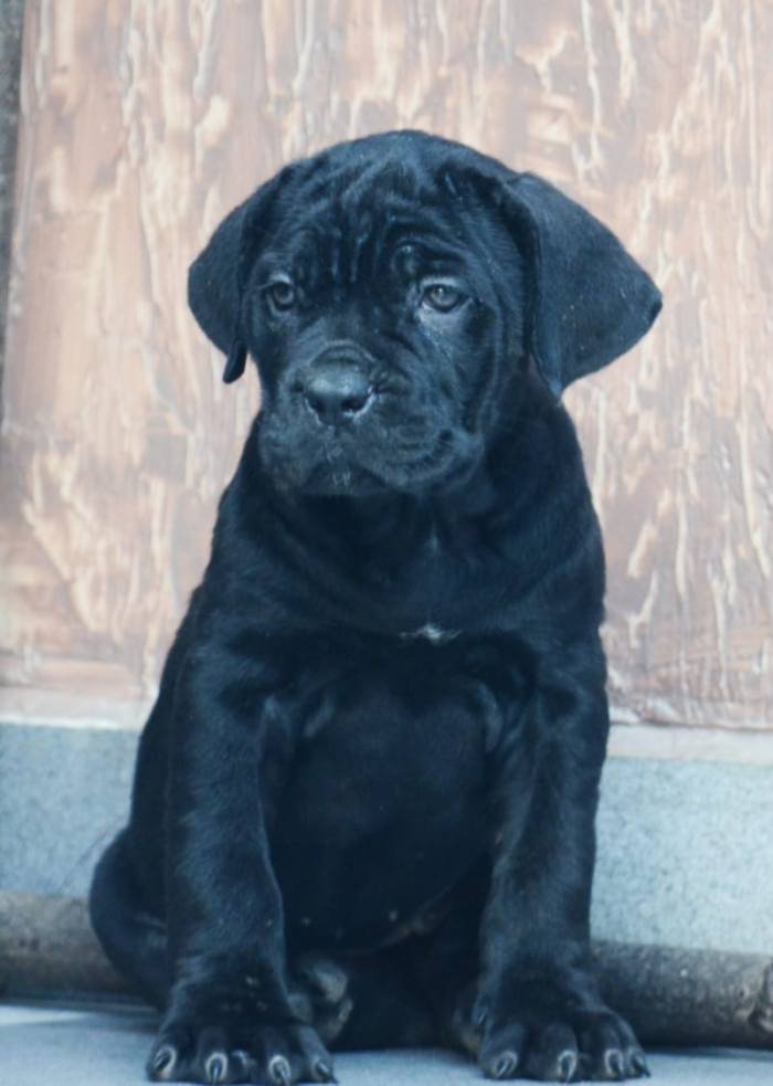 DogsIndia.com - Cane Corso - Gaurav