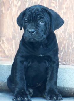 DogsIndia.com - Cane Corso - Gaurav