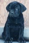 DogsIndia.com - Cane Corso - Gaurav