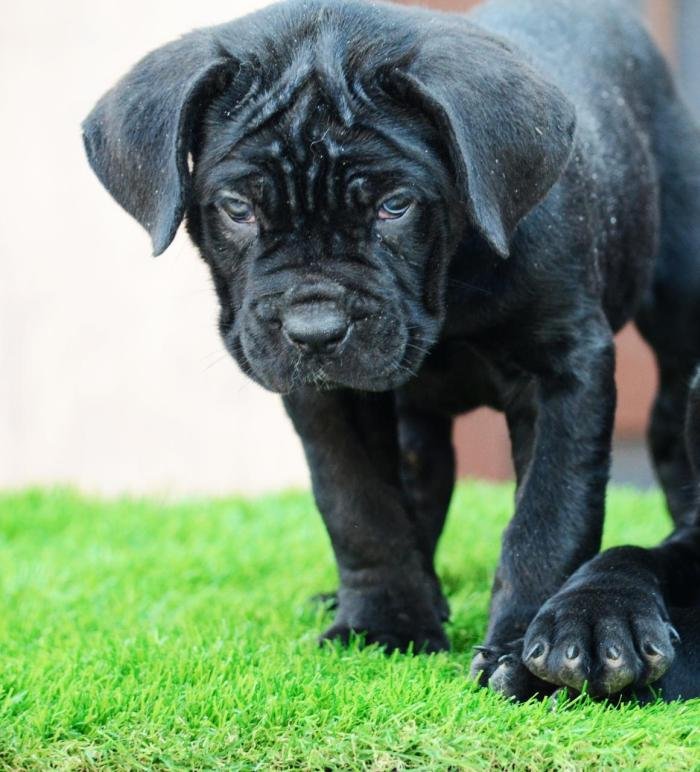DogsIndia.com - Cane Corso - Gaurav