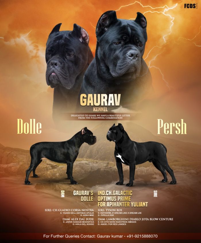 DogsIndia.com - Cane Corso - Gaurav