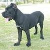 DogsIndia.com - Cane Corso - Harry Labana