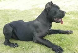 DogsIndia.com - Cane Corso - Harry Labana