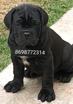DogsIndia.com - Cane Corso - Harry Labana