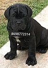 DogsIndia.com - Cane Corso - Harry Labana