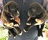 DogsIndia.com - Cane Corso - Sunil Kotwal