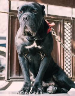 DogsIndia.com - Cane Corso - Sunil Kotwal