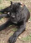 DogsIndia.com - Cane Corso - Sunil Kotwal
