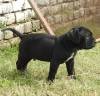 DogsIndia.com - Cane Corso - Aatif