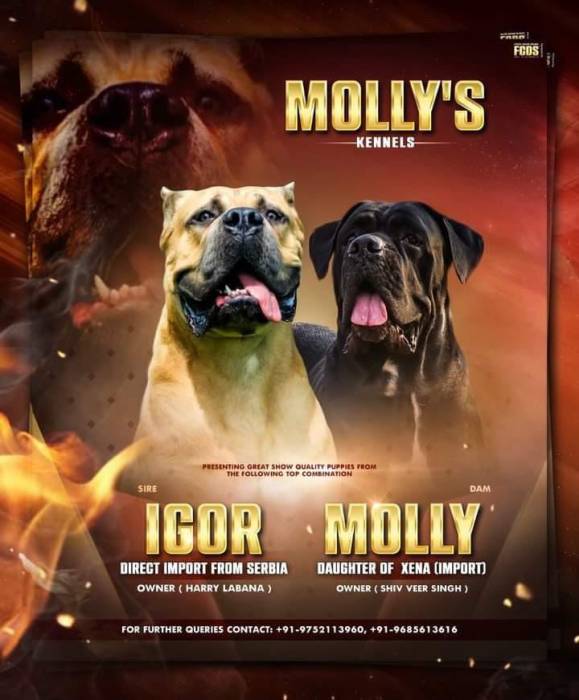 DogsIndia.com - Cane Corso - Molly's Kennel
