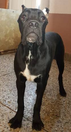 DogsIndia.com - Cane Corso - Vipul Goel