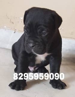 DogsIndia.com - Cane Corso - Vipul